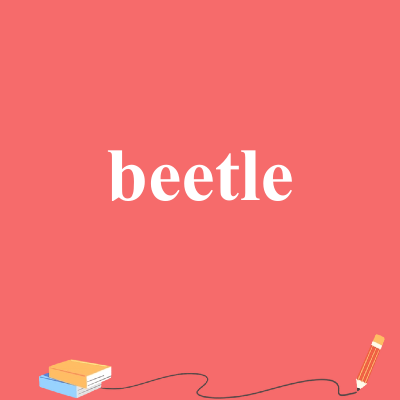 beetle