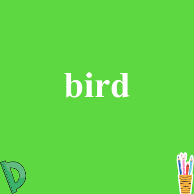 bird