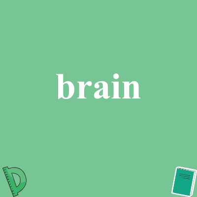 brain