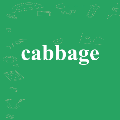 cabbage