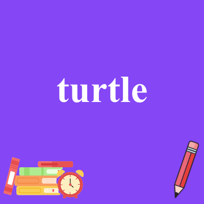turtle